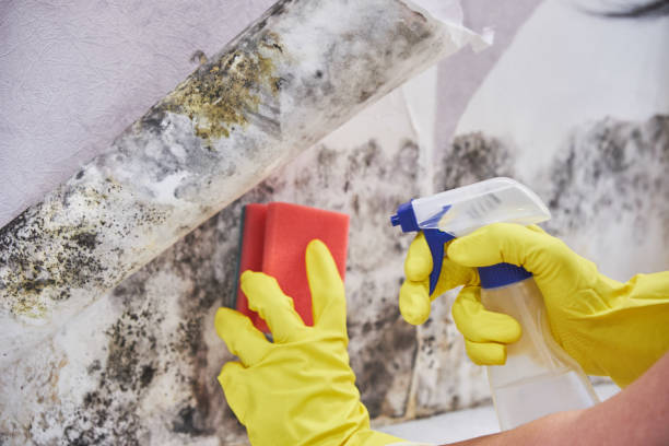 Best Asbestos and Lead Testing During Mold Inspection  in Oak Grove Heights, AR